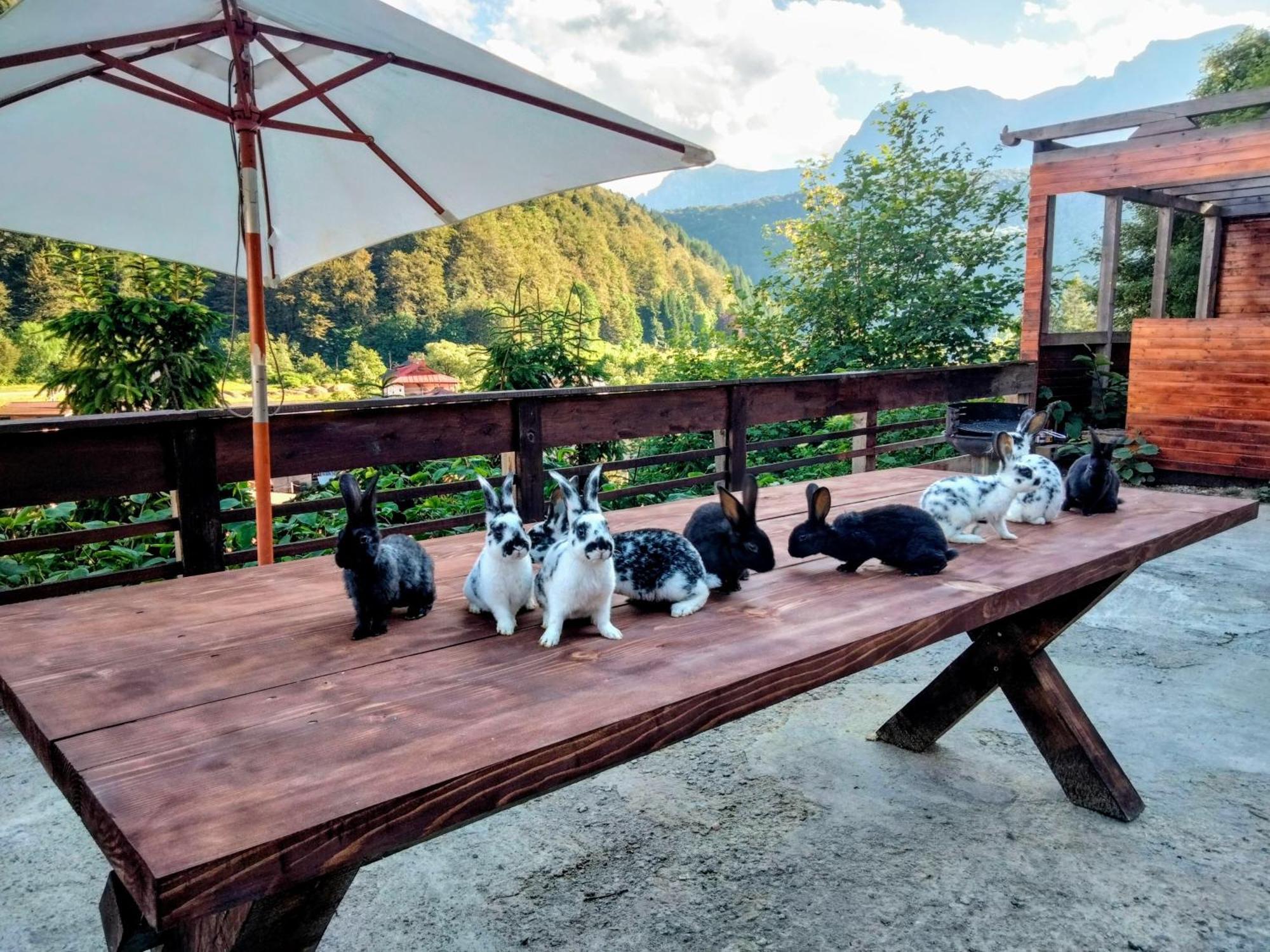 Apartmán Doi Iepuri Azuga Exteriér fotografie