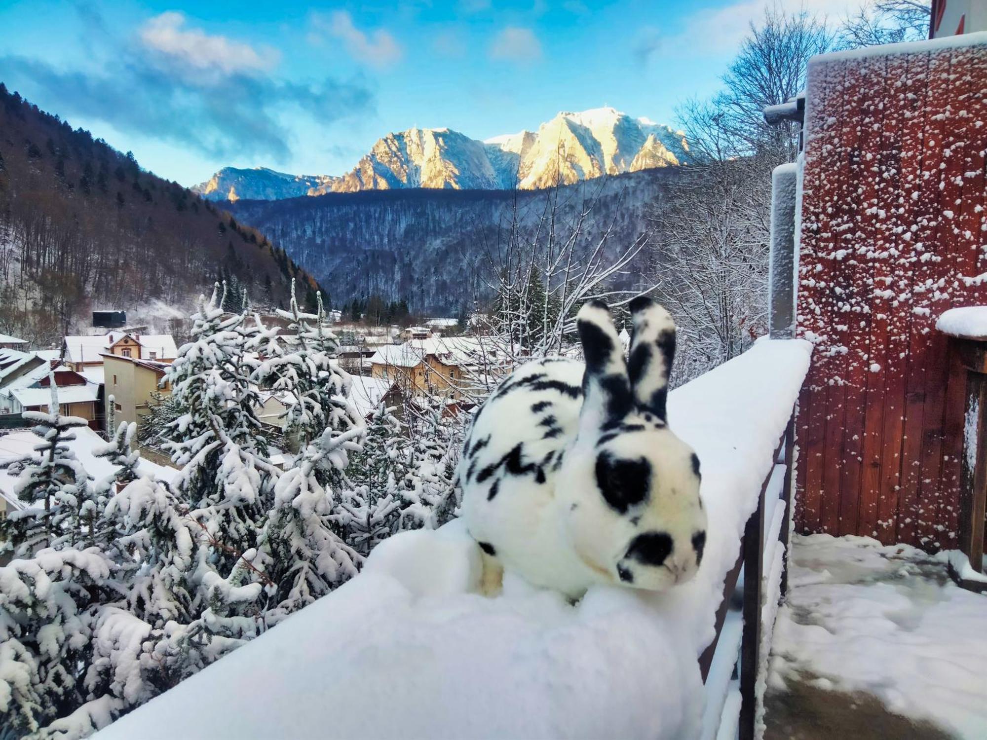 Apartmán Doi Iepuri Azuga Exteriér fotografie