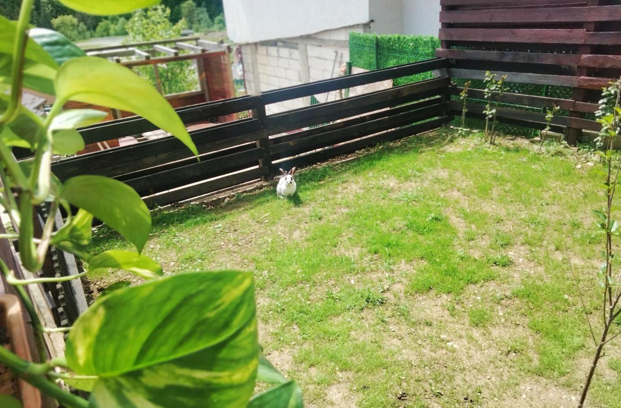 Apartmán Doi Iepuri Azuga Exteriér fotografie