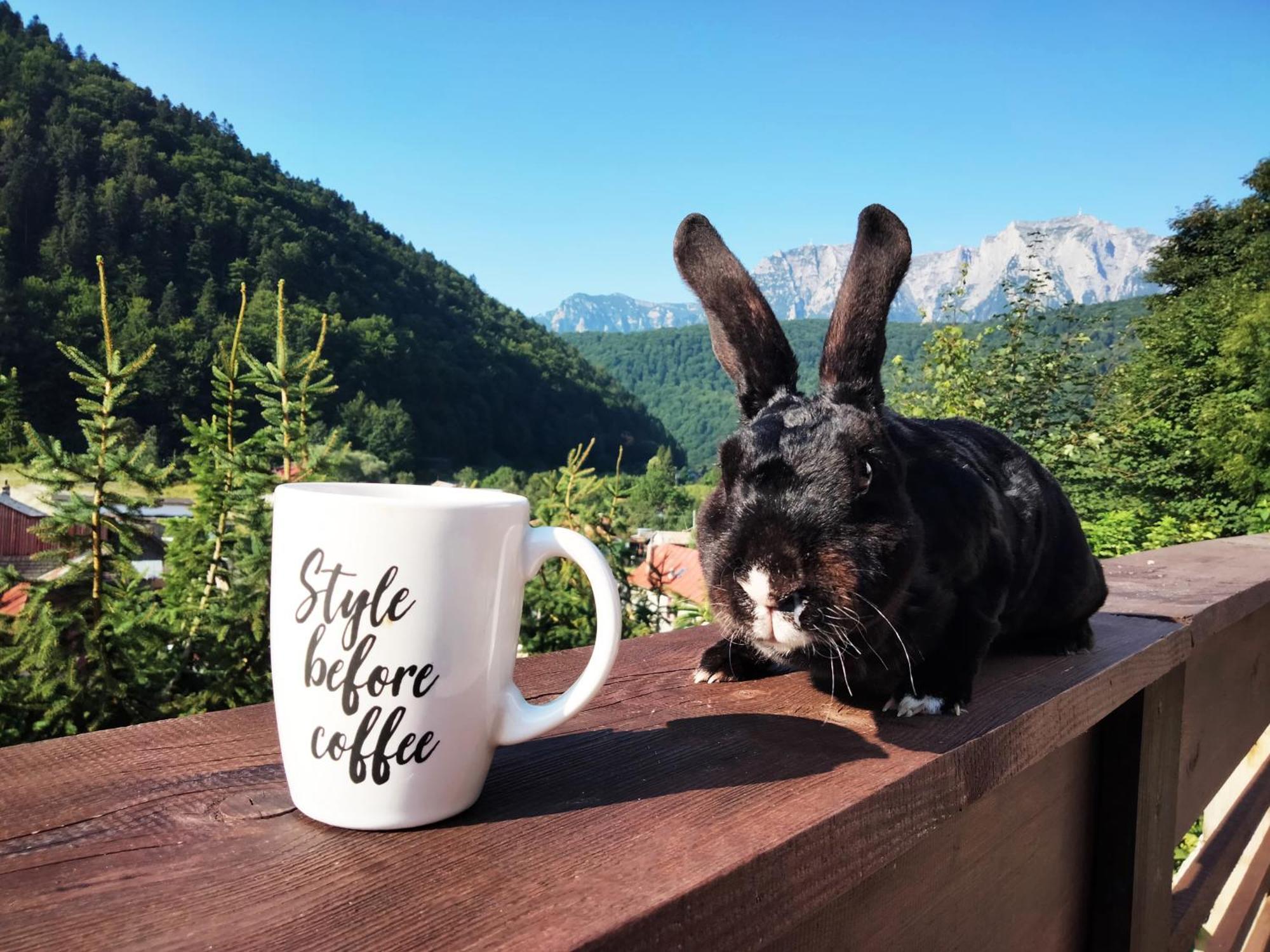 Apartmán Doi Iepuri Azuga Exteriér fotografie
